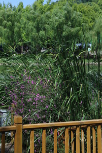公园风景  