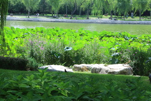 公园风景 