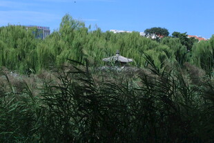公园风景 