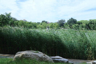 公园风景 