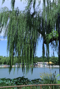 公园风景 