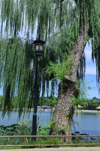 公园风景  