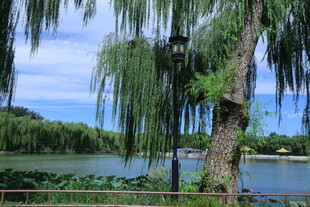 公园风景  