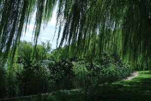 公园风景 