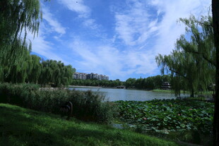 公园风景