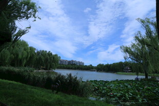 公园风景  