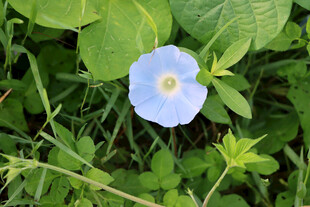 牵牛花