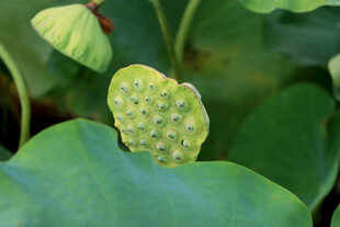莲蓬
