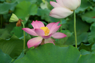 荷花