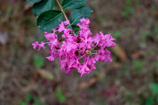 紫薇花