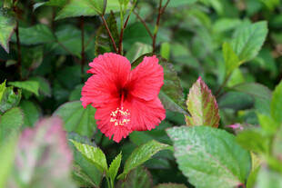 扶桑花