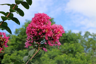 紫薇花