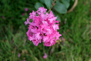 紫薇花