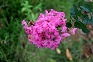 紫薇花