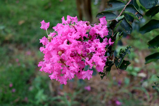 紫薇花