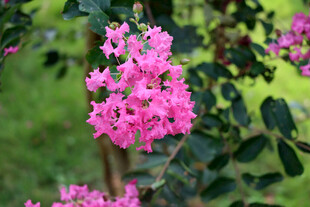 紫薇花