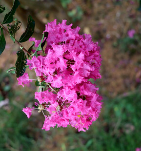 紫薇花