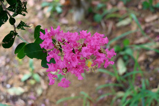紫薇花