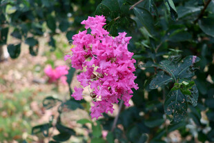紫薇花