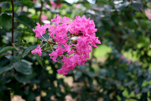 紫薇花