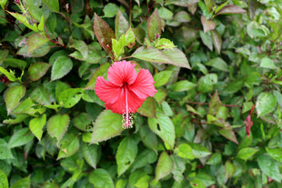 扶桑花