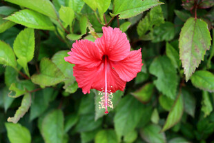扶桑花