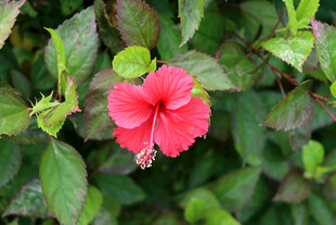扶桑花
