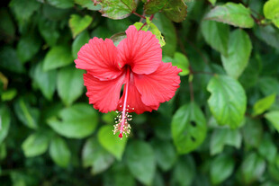扶桑花