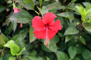 扶桑花