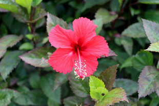 扶桑花
