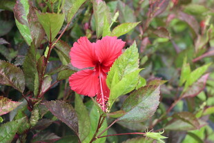扶桑花