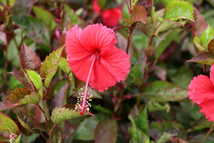 扶桑花