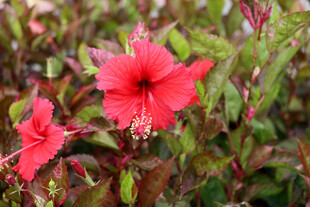 扶桑花