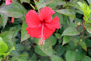 扶桑花