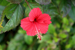 扶桑花