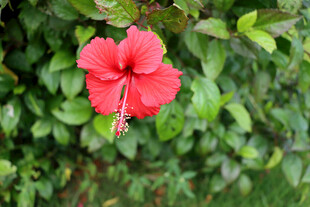 扶桑花