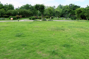 公园绿草地