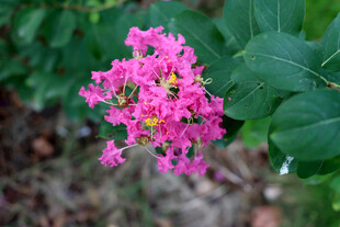 紫薇花