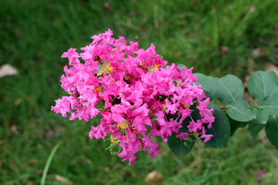 紫薇花