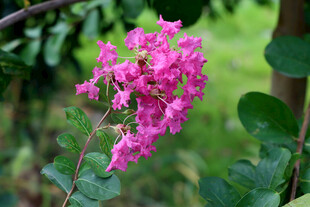 紫薇花