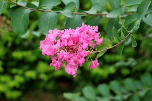 紫薇花