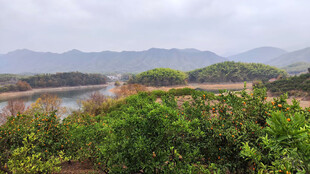 一片橘树种植林