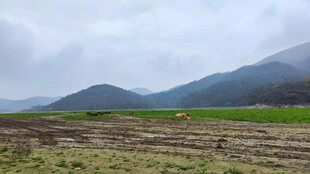 绿葱葱的草地的牛群