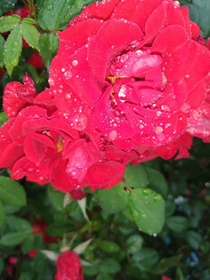 即将凋谢的玫瑰