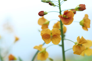 五彩油菜花特写