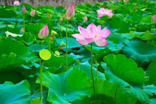 娇艳欲滴的荷花