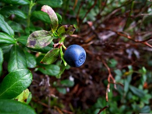 蓝莓