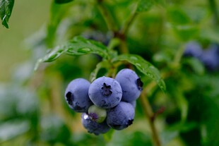 蓝莓