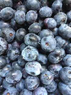 蓝莓