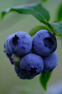 蓝莓